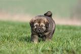 DOGUE DU TIBET 286